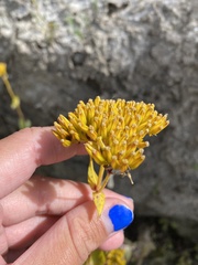Flaveria chlorifolia