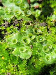 Marchantia