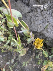 Flaveria chlorifolia