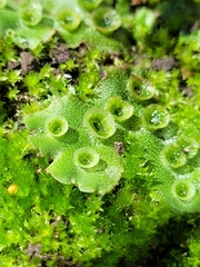 Marchantia