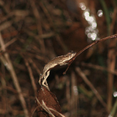 Anolis planiceps