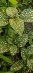 Hypoestes phyllostachya