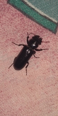 Polycaon
