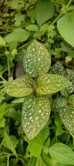 Hypoestes phyllostachya