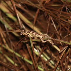 Anolis planiceps