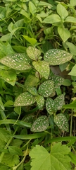 Hypoestes phyllostachya