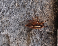 Kikihia southwestlandica