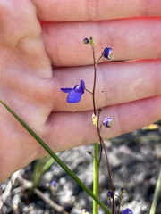 Utricularia biloba