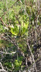 Flourensia thurifera