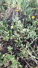 Nidorella podocephala