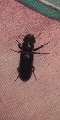 Polycaon
