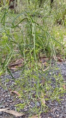 Senecio phelleus