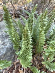 Polystichum lemmonii
