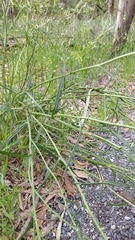Senecio phelleus