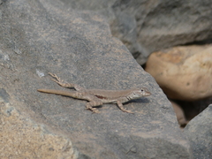 Microlophus peruvianus