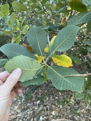 Quercus sadleriana
