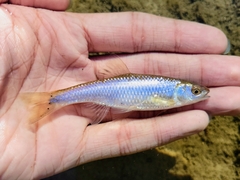 Cyprinella spiloptera