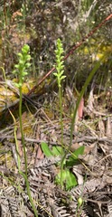 Microtis arenaria