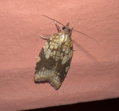 Acleris rhombana