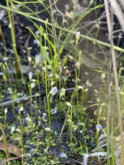 Utricularia