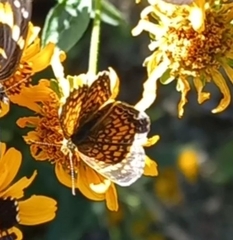 Phyciodes graphica graphica