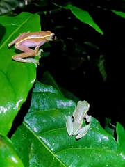 Rhacophorus lateralis