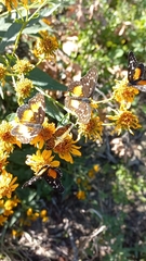 Phyciodes graphica graphica