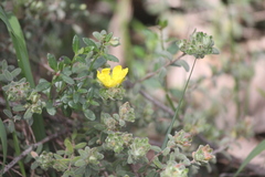 Hibbertia crinita