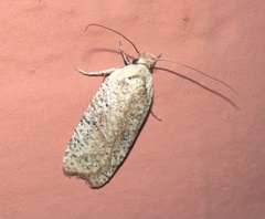 Agonopterix
