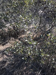 Quercus berberidifolia