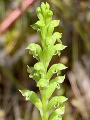 Microtis arenaria