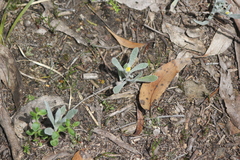 Chrysocephalum apiculatum