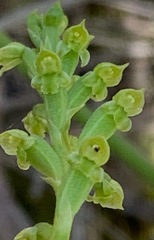 Microtis arenaria