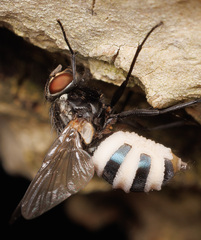 Entomophthora muscae