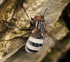 Entomophthora muscae