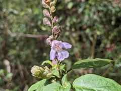Prostanthera prunelloides
