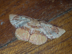 Chrysocraspeda plumbeofusa