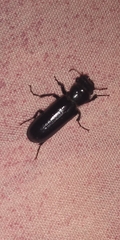Polycaon