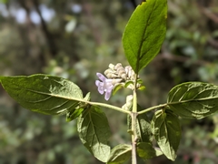 Prostanthera prunelloides