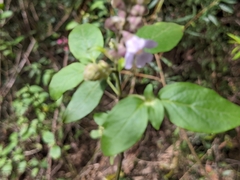 Prostanthera prunelloides