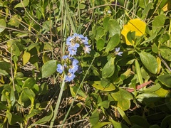 Scaevola calendulacea