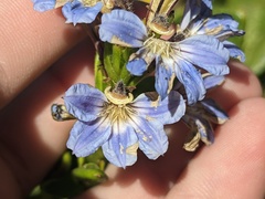 Scaevola calendulacea
