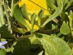 Scaevola calendulacea
