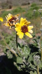Encelia canescens