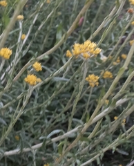 Helichrysum cymosum