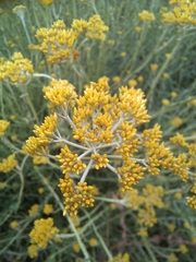 Helichrysum cymosum