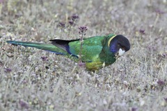 Barnardius zonarius semitorquatus