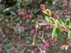 Grevillea mucronulata