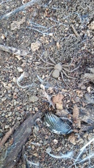 Sicarius thomisoides