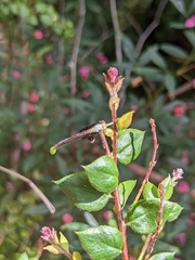 Grevillea mucronulata